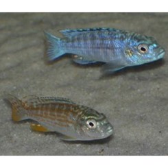 Malawiciklide, Melanochromis Joanjohnsonae